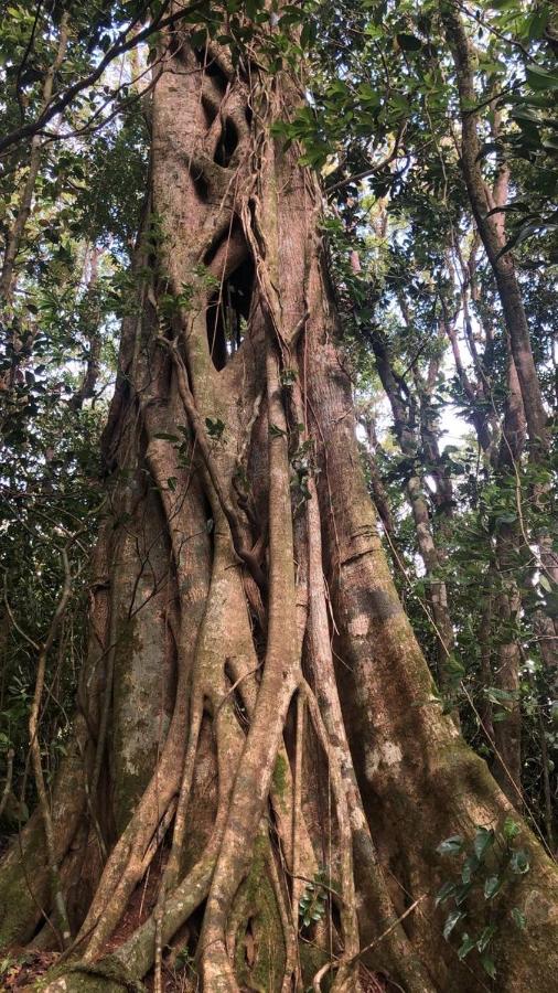 Cantos Del Bosque Monteverde Exterior photo